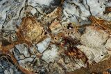 Colorful Hubbard Basin Petrified Wood Slab - Nevada #358855-1